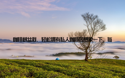咖啡树盆栽, 轻松拥有私人咖啡园想象一下, 每天清晨, 当你从睡梦中醒来, 第一缕阳光洒进房间, 空气中弥漫着淡淡的咖啡香气