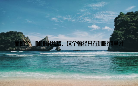 而如今, 咖啡树盆栽, 这个曾经只在咖啡馆里才能一见的绿植, 正悄然变身, 成为都市绿意的新宠, 引领家庭园艺的新时尚潮流