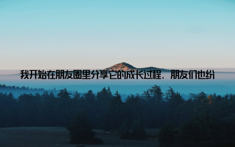 我开始在朋友圈里分享它的成长过程, 朋友们也纷纷留言, 称赞我的发财树盆栽长得真好, 还说它给我家带来了好运