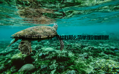 一、咖啡树盆栽, 不只是盆栽那么简单提到咖啡树盆栽, 你可能会想这不就是一棵小树嘛, 能有什么特别的? 其实, 咖啡树盆栽远比你想象的要有趣和实用