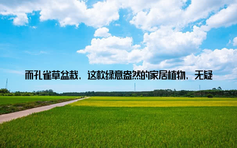 而孔雀草盆栽, 这款绿意盎然的家居植物, 无疑成为了年轻人的新宠, 它不仅能为我们的家居生活增添一抹生机, 更让我们在繁忙之余找到片刻的放松
