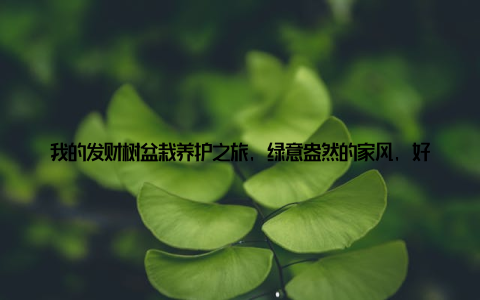 我的发财树盆栽养护之旅, 绿意盎然的家风, 好运连连! 大家好, 我是小张, 一个热爱生活的普通上班族