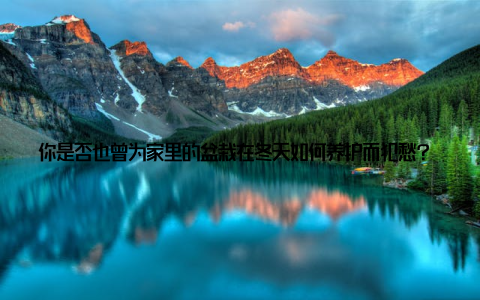 你是否也曾为家里的盆栽在冬天如何养护而犯愁? 别担心, 今天就来为你冬天盆栽养护攻略, 让你轻松养出绿意盎然的美景, 为冬日增添一份生机与活力