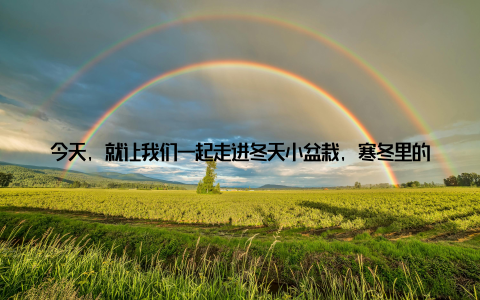 今天, 就让我们一起走进冬天小盆栽, 寒冬里的绿色小精灵温暖小盆栽的冬季呵护指南, 学习如何让这些小生命在这个寒冷的季节里茁壮成长
