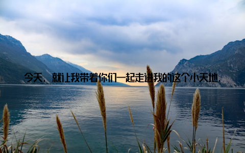 今天, 就让我带着你们一起走进我的这个小天地, 感受圆叶子的独特魅力吧! 记得第一次看到圆叶子的时候, 就被它的样子吸引了