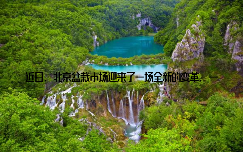 近日, 北京盆栽市场迎来了一场全新的变革, 一场以绿色生活为主题的新风尚在这里悄然兴起, 为都市生活注入了一抹盎然的绿意