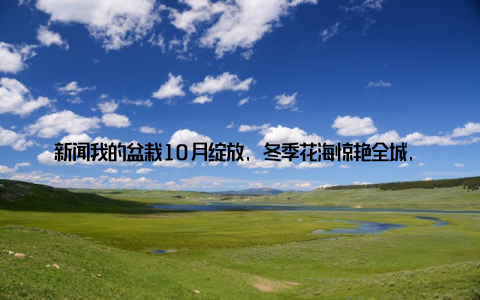 新闻我的盆栽10月绽放, 冬季花海惊艳全城, 这份喜悦我想要与大家分享! 大家好, 我是园艺爱好者小杨