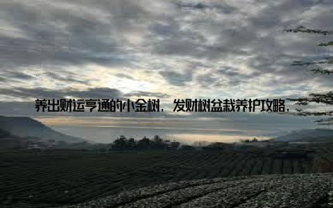 养出财运亨通的小金树, 发财树盆栽养护攻略, 轻松收获吉祥与富贵在快节奏的生活中, 我们总是渴望一片宁静的角落, 一个能够带来好运的象征
