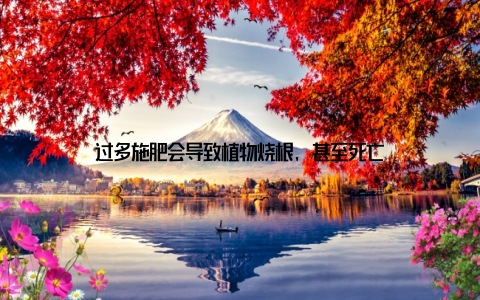 过多施肥会导致植物烧根, 甚至死亡