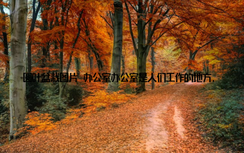圆叶盆栽图片 办公室办公室是人们工作的地方, 摆放一盆圆叶盆栽, 既能缓解工作压力, 又能提升办公环境