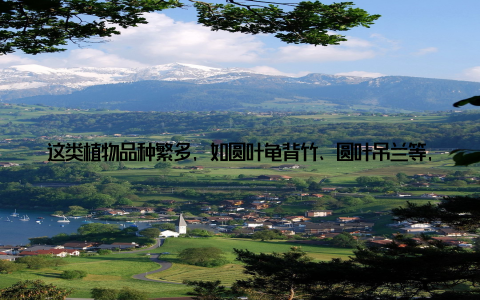 这类植物品种繁多, 如圆叶龟背竹、圆叶吊兰等, 它们不仅叶子圆润可爱, 而且生长习性稳定, 易于养护, 成为都市家庭的首选