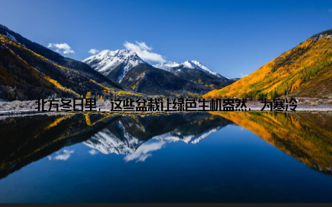 北方冬日里, 这些盆栽让绿色生机盎然, 为寒冷季节增添一抹暖意冬日严寒, 北方大地银装素裹, 一片寂静