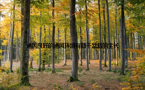 通风良好的通风环境有助于盆栽的生长