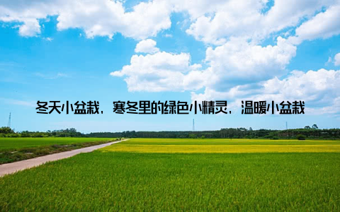 冬天小盆栽, 寒冬里的绿色小精灵, 温暖小盆栽的冬季呵护指南, 不仅仅是一份养护手册, 更是一份情感的寄托