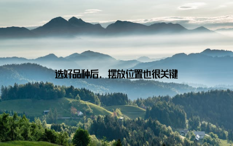 选好品种后, 摆放位置也很关键