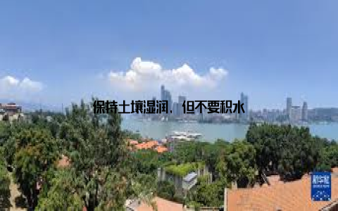 保持土壤湿润, 但不要积水