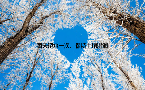 每天浇水一次, 保持土壤湿润