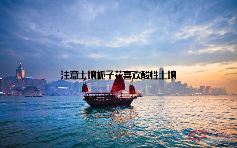 注意土壤栀子花喜欢酸性土壤