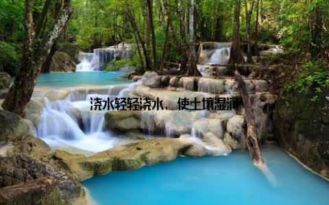 浇水轻轻浇水, 使土壤湿润