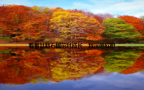 看着盆栽石榴茁壮成长, 我深感欣慰