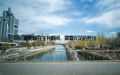 施肥梅花生长期间, 需要充足的养分