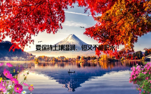 要保持土壤湿润, 但又不能积水