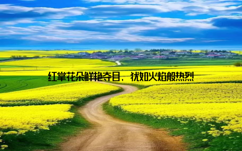 红掌花朵鲜艳夺目, 犹如火焰般热烈