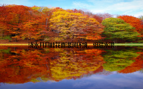 浇水月月桂花喜湿润环境, 但忌水涝