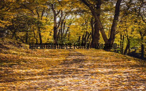 施肥根据植物的生长阶段, 适时施肥
