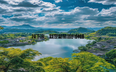 接下来, 就是葡萄苗的种植