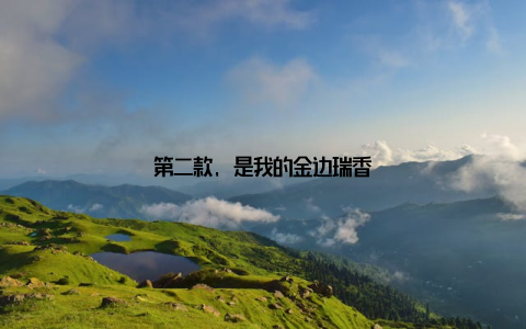 第二款, 是我的金边瑞香