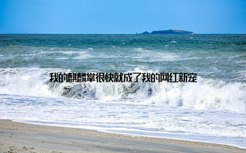 我的麒麟掌很快就成了我的网红新宠