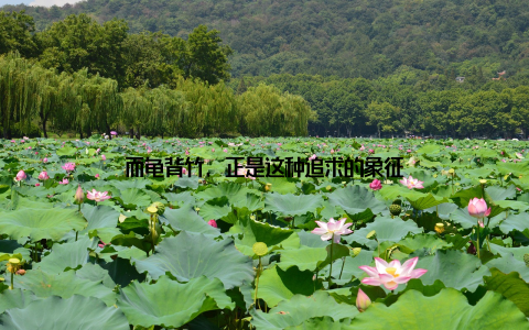 而龟背竹, 正是这种追求的象征