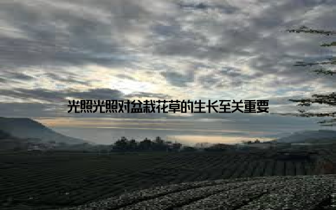 光照光照对盆栽花草的生长至关重要