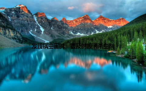 发现病虫害时, 要及时喷洒杀虫剂