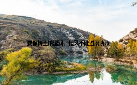 要保持土壤湿润, 但又不能过度浇水