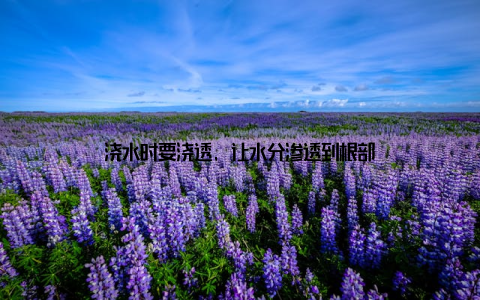 浇水时要浇透, 让水分渗透到根部