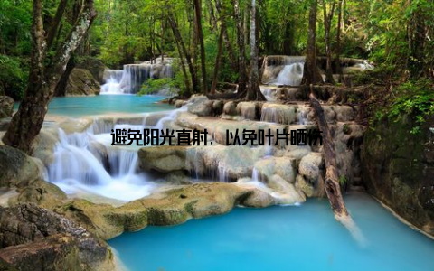 避免阳光直射, 以免叶片晒伤