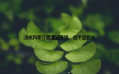 浇水月季花喜湿润环境, 但不宜积水