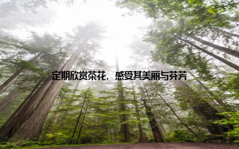 定期欣赏茶花, 感受其美丽与芬芳