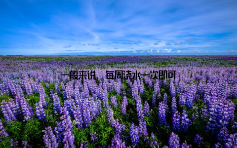 一般来说, 每周浇水一次即可