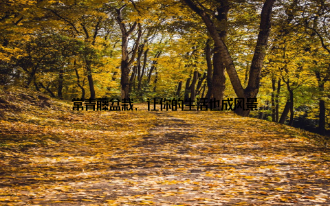 常青藤盆栽, 让你的生活也成风景