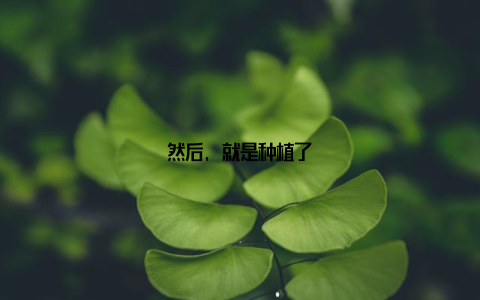 然后, 就是种植了