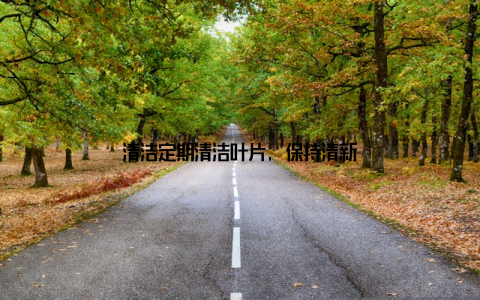 清洁定期清洁叶片, 保持清新