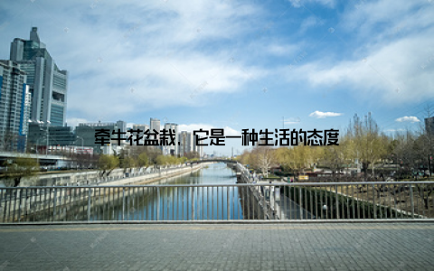 牵牛花盆栽, 它是一种生活的态度