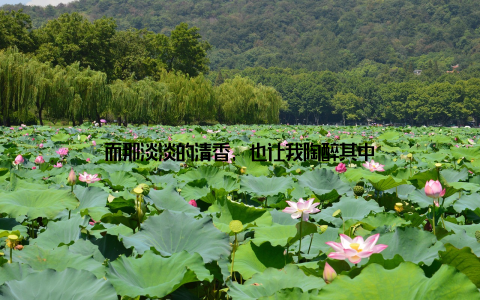 而那淡淡的清香, 也让我陶醉其中