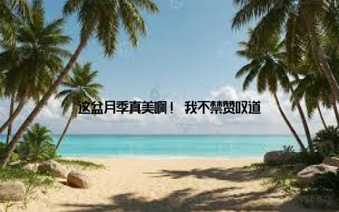 这盆月季真美啊! 我不禁赞叹道