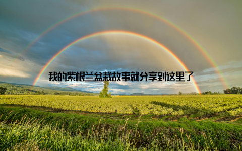 我的紫根兰盆栽故事就分享到这里了