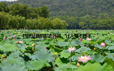 竹叶盆栽的形态各异, 让人爱不释手