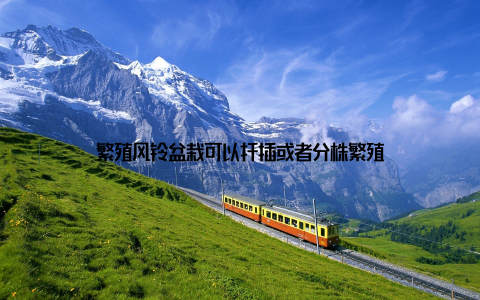 繁殖风铃盆栽可以扦插或者分株繁殖